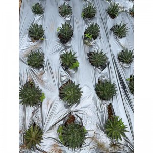 agave filifera untuk dijual