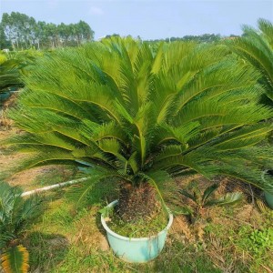 Sagu Palm