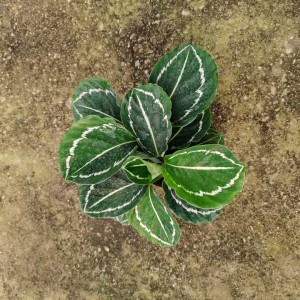 Wholesale Price China Philodendron Pink Princess Pink Variegated Plants Live Indoor Colorful Rare Tropical Plants