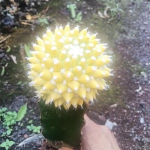 красива справжня рослина місячного кактуса