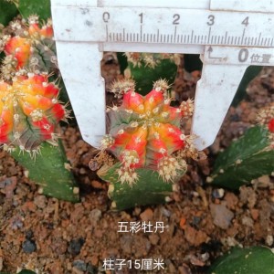 prekrasna prava biljka mjesečev kaktus