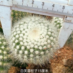 Hot-selling So Wonderful Nursery Live Plant Succulent Plants Plant Nursery with Great Color