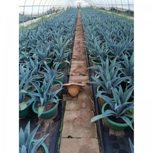 Agave Americana – mėlynoji agava