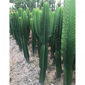 Euphorbia ammak lagre cactus na siyarwa