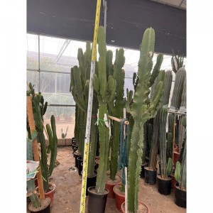 Euphorbia ammak lagre cactws ar werth