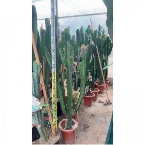 Kaktusê Euphorbia ammak lagre ji bo firotanê