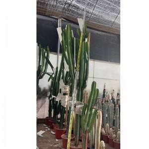 Pārdodu kaktusu Euphorbia ammak lagre