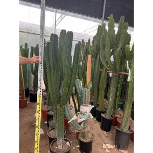 Euphorbia ammak lagre kaktus untuk dijual