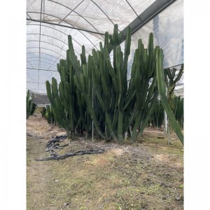 Euphorbia amak lagre kaktusa salgai