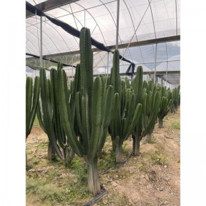 Euphorbia ammak lagre cactus ਵਿਕਰੀ ਲਈ