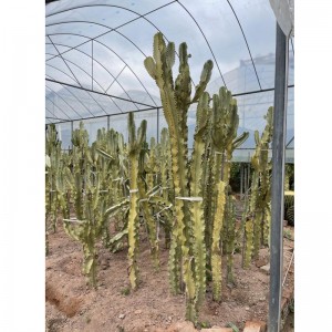 Euphorbia ammak lagre cactus maka ọrịre