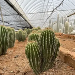 Proč kaktusy neumírají žízní?