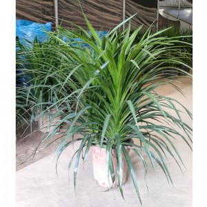 China dracaena plant te koop