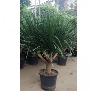 Planta de dracaena de China á venda