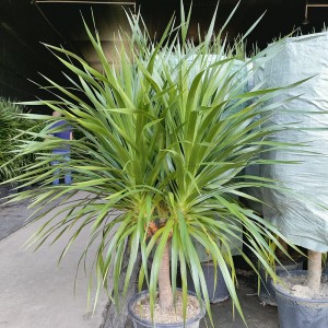Parduodamas Kinijos dracaena augalas