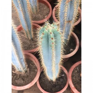 Редагувати синій стовпчастий кактус Pilosocereus pachycladus