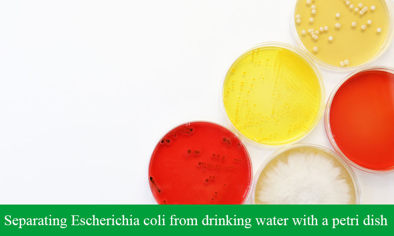 Separating Escherichia coli from drinking water with a petri dish
