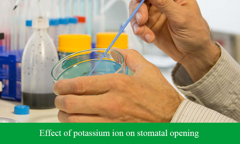Effect of potassium ion on stomatal opening