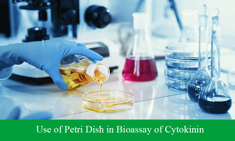 Use of Petri Dish in Bioassay of Cytokinin