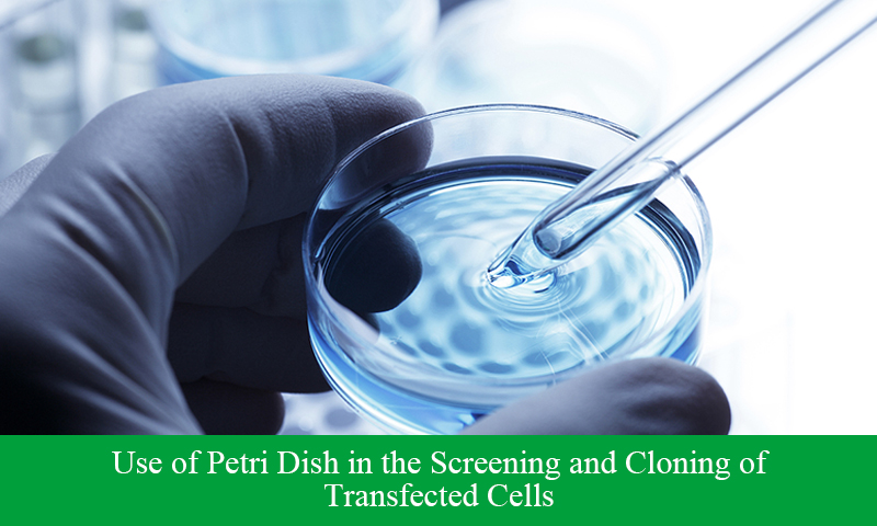Use of Petri Dish in the Screening and Cloning of Transfected Cells