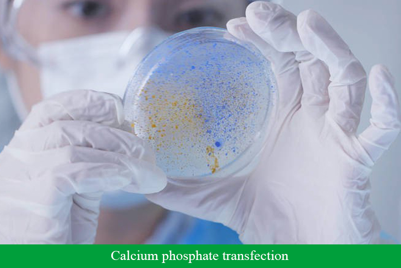 Calcium phosphate transfection