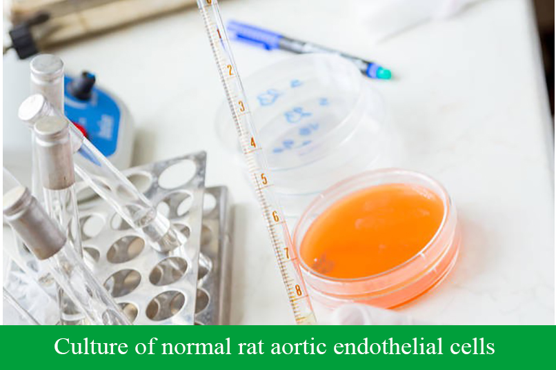 Culture of normal rat aortic endothelial cells