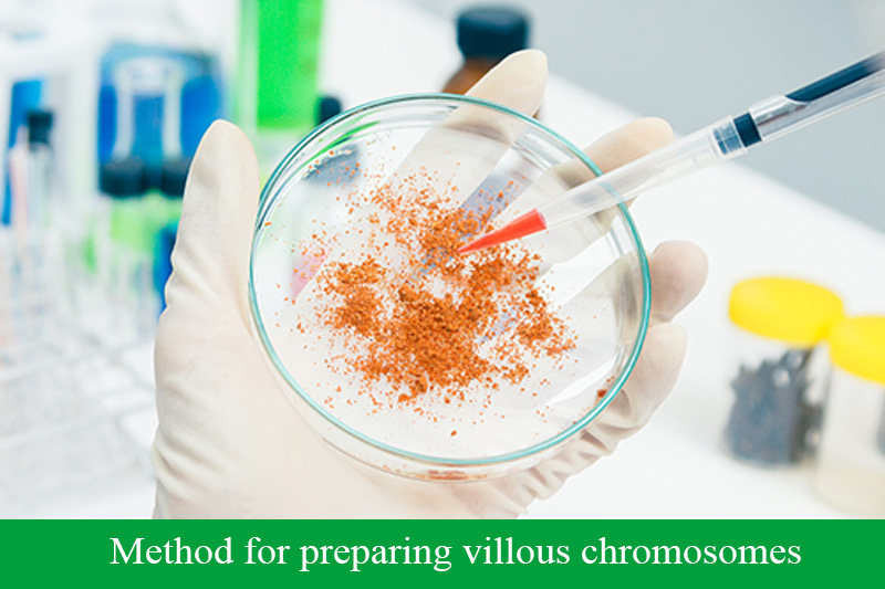 Method for preparing villous chromosomes