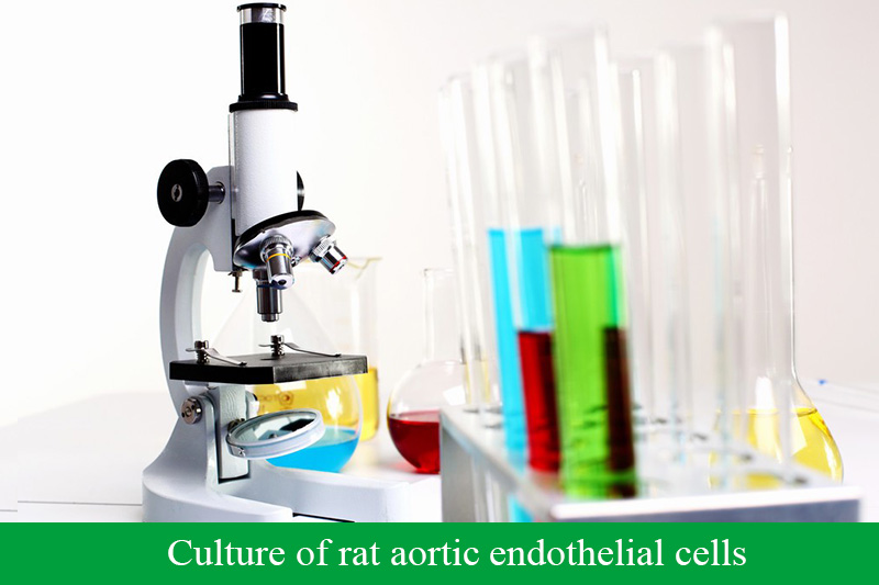 Culture of rat aortic endothelial cells