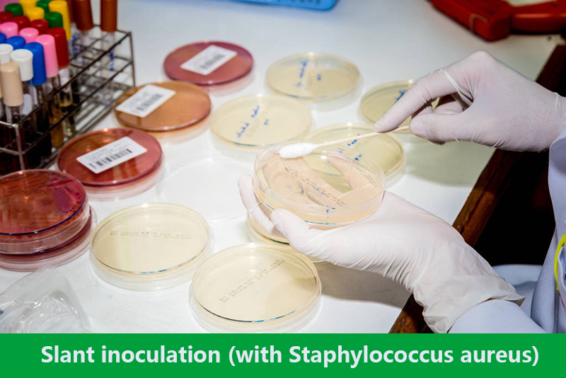 Slant inoculation (with Staphylococcus aureus)