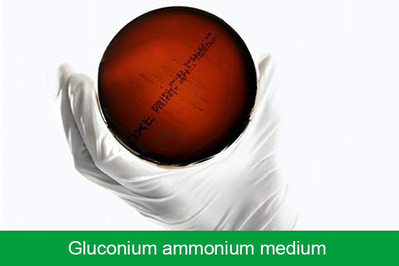 Gluconium ammonium medium