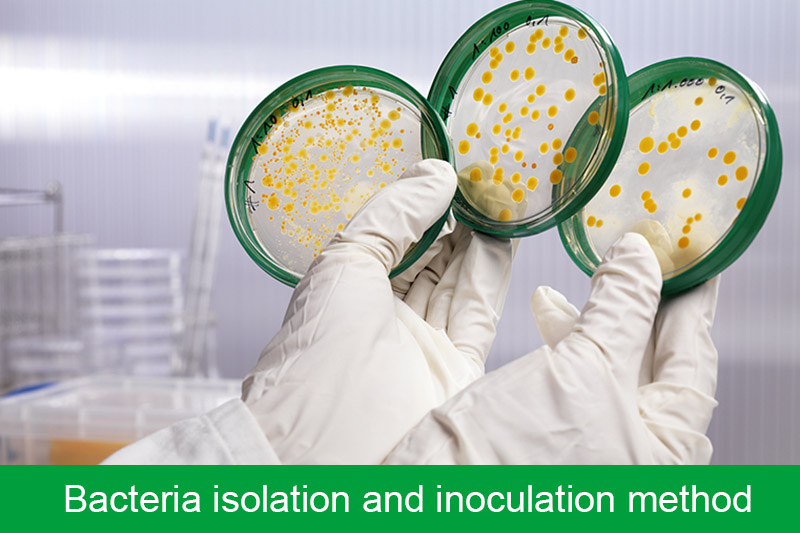 Bacteria isolation and inoculation method