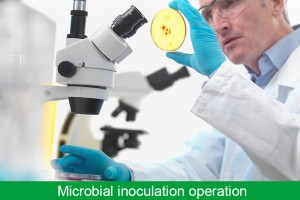 Microbial inoculation operation