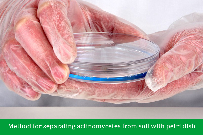 Method for separating actinomycetes from soil with petri dish