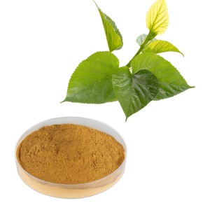 Mulberry Leaf Extract Mulberry Leaf Extract 100 % ren naturlig ingrediens