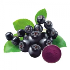 Extrato de Chokeberry Antocianina natural e pigmento