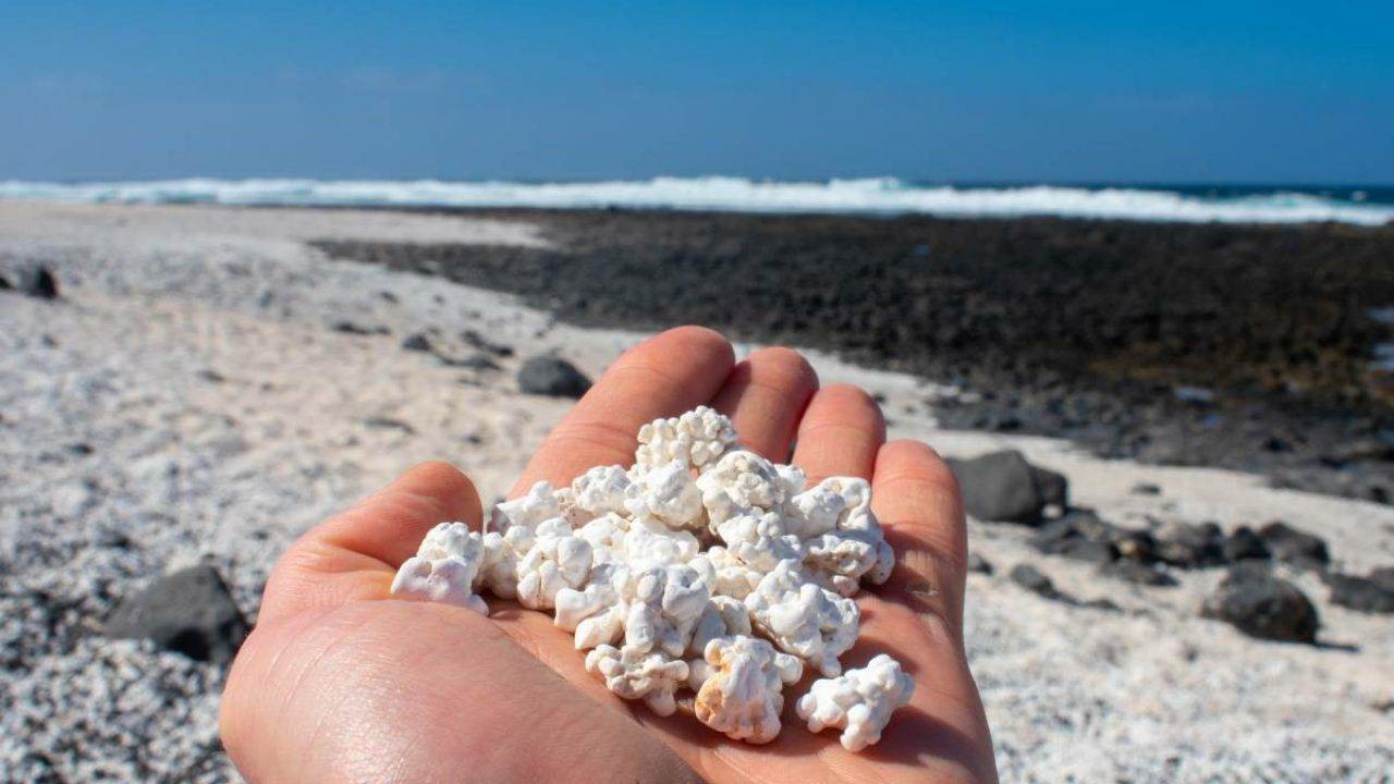Na Kanarskim ostrvima postoji 'plaža kokica' sa 4000 godina starim koralnim fosilima koji izgledaju kao jezgra