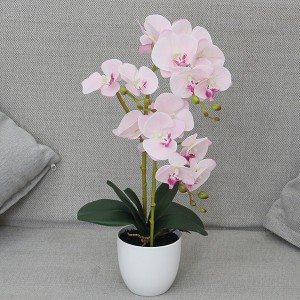 Geedka bonsai ee orchid macmal ah 50cm