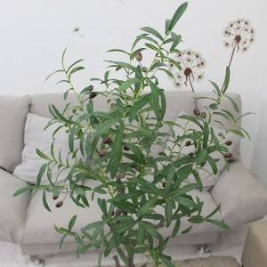Gervi ólífutré gervi bonsai planta