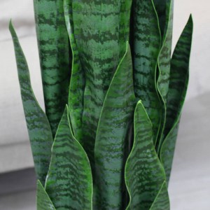 Hoge kwaliteit groenblijvende kunst mini sansevieria slangen kamerplant