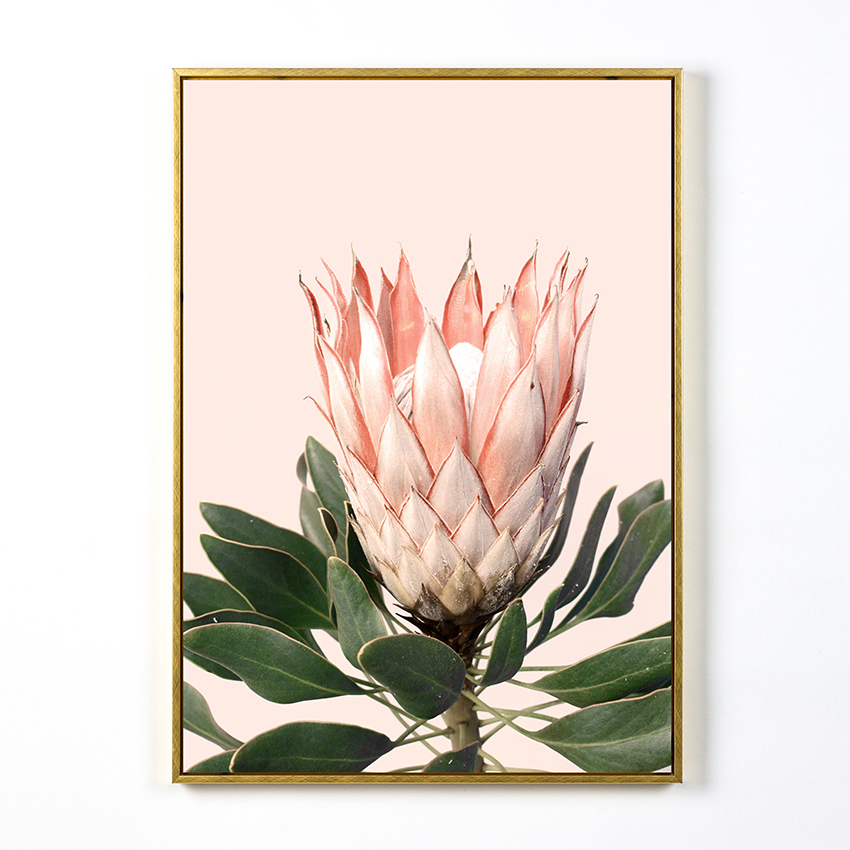 Декоративна слика од розово крал протеа цвет со ѕидно платно со рамка