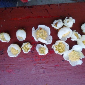 Pollen mâle de kiwi pour la pollinisation des kiwis