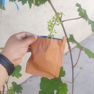 Augļu papīra maisiņi kukaiņu un pesticīdu atlieku novēršanai augļu dārzos