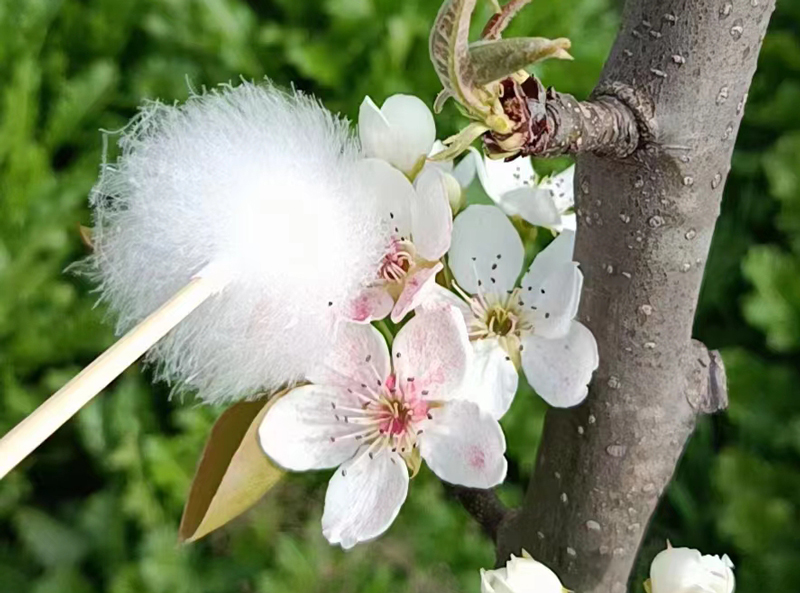 Kunstig pollinering kan gi maksimal høsting til frukthagen vår