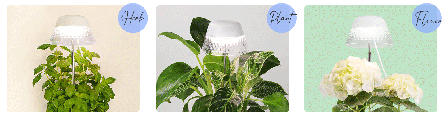 House Plant Light արտադրող
