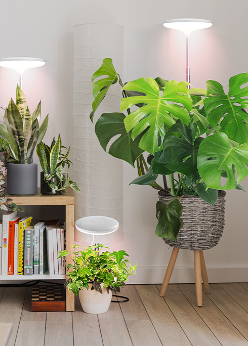 Ha det gøy med 4 beste innendørs vindushageplanter