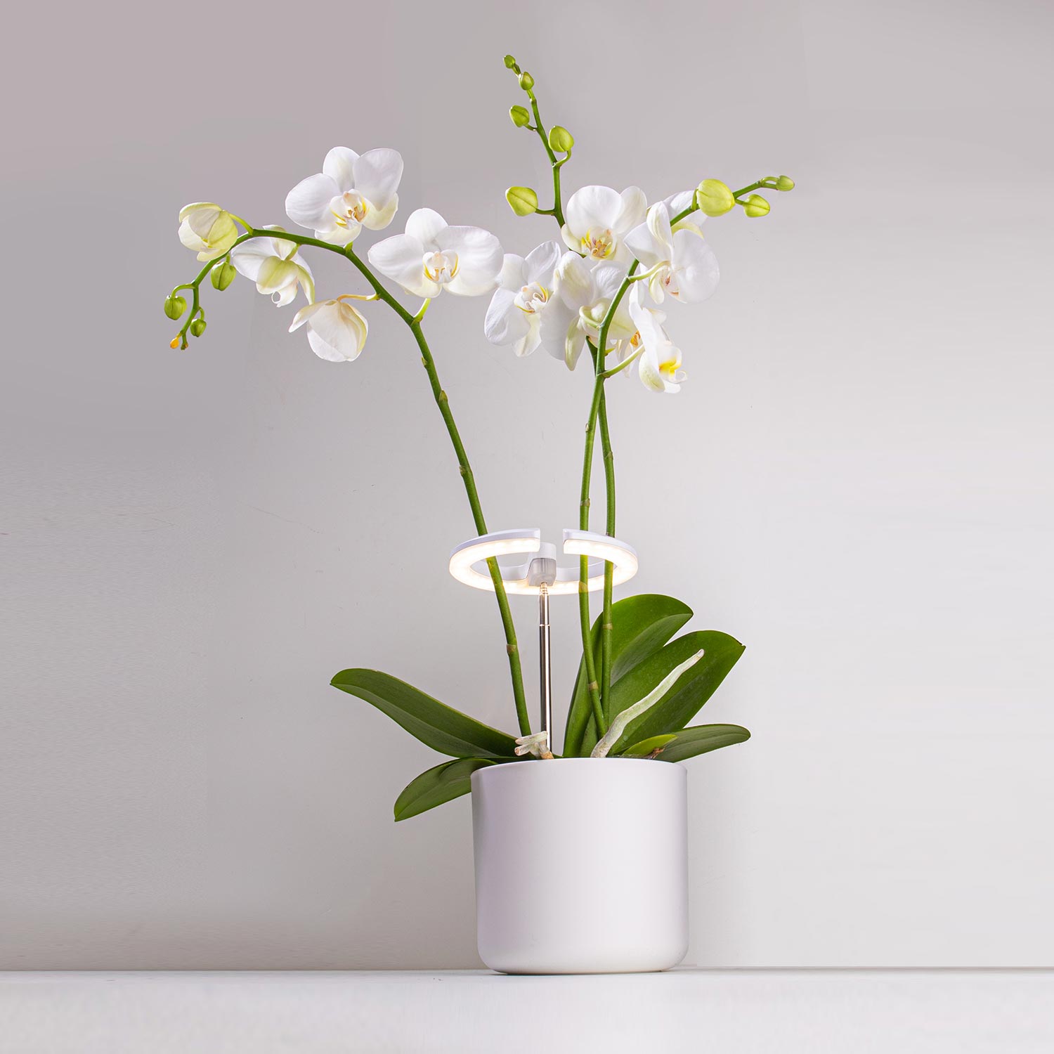 TG012 pilna spektra augi LED audzēšanas dārzu dekoratīvā lampa iekštelpu augiem