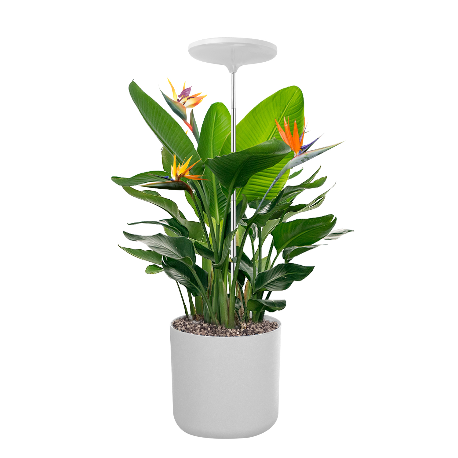 TG004 Indoor Smart Plant Grow Light Lampu Taman, Grow Lights, Lampu Hiasan Tumbuhan