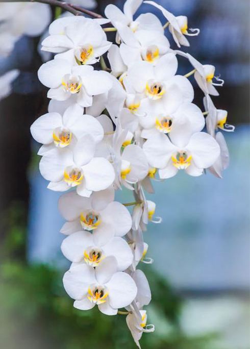 A melhor maneira de cultivar orquídeas - dicas para jardins internos