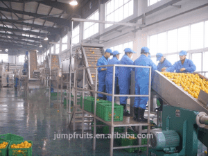 Small Scale Commercial Fruit Juice Production Line