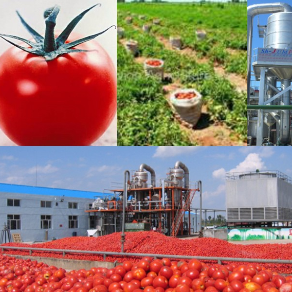 CHINA Industrial fruit vegetable tomato / garlic  / onion sauce / jam making plant